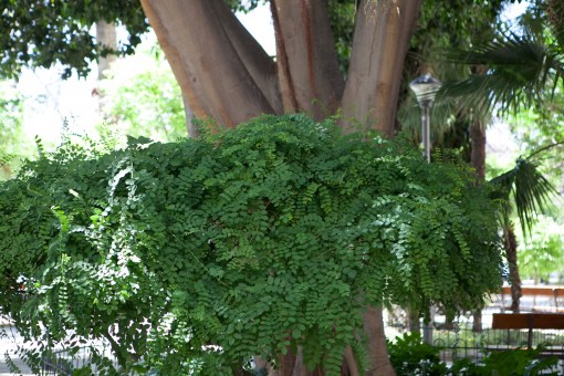 Vistabella.2014.TeresaMartin042